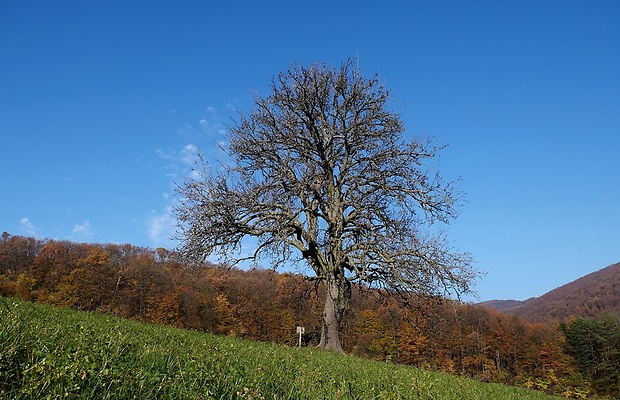 Zabudišová miestna časť obce Bošáca  - strom roka 2015 (Hruška ružová)