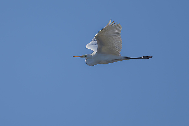 volavka biela Egretta alba
