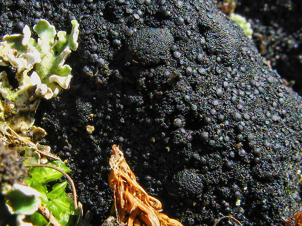 placyntium čierne Placynthium nigrum (Huds.) Gray