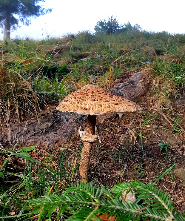 bedľa vysoká Macrolepiota procera (Scop.) Singer