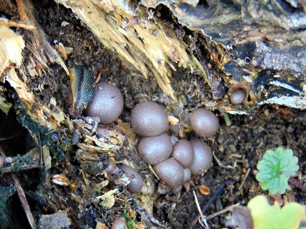 vlčinka Lycogala sp.