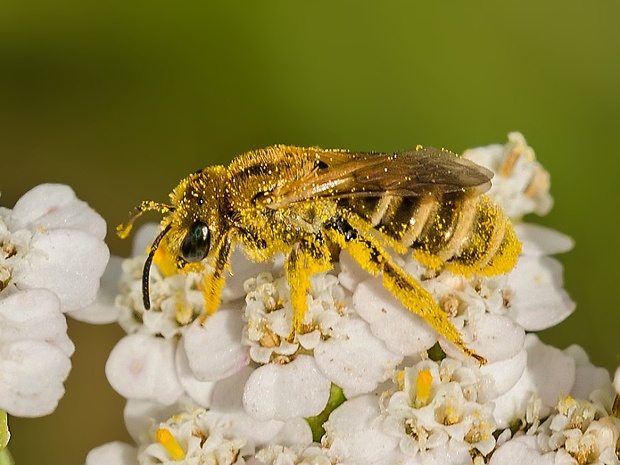 včielka Halictus sexcinctus cf.