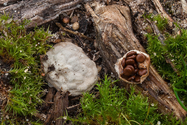 hniezdovec deformovaný Nidularia deformis (Willd.) Fr.