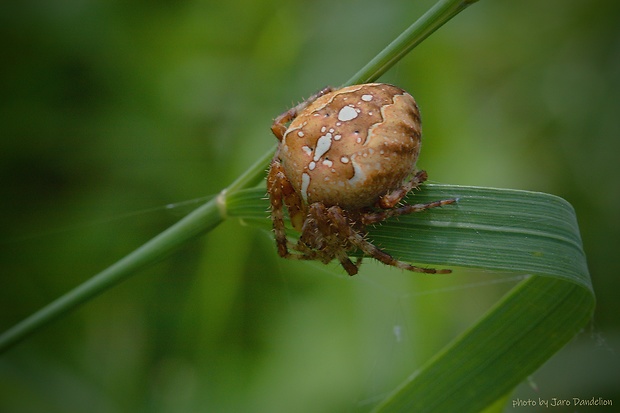 križiak obyčajný  Araneus diadematus