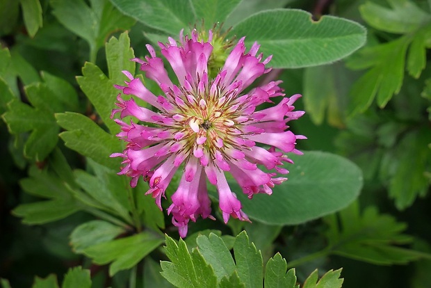 ďatelina prostredná Trifolium medium L.