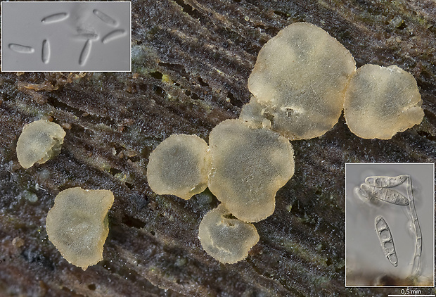 Hyalorbilia polypori (Velen.) Baral & E. Weber