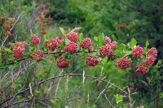 tavoľa kalinolistá Physocarpus opulifolius (L.) Maxim.
