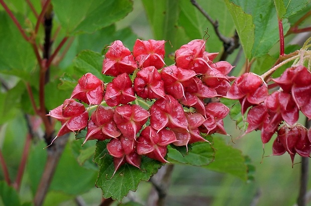 tavoľa kalinolistá Physocarpus opulifolius (L.) Maxim.