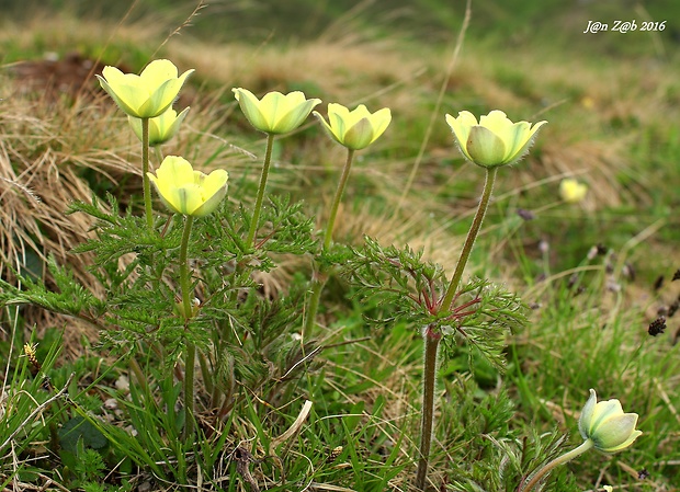 poniklec alpínsky Pulsatilla alpina subsp. apiifolia (Scop.) Nyman