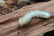 fuzáčovité - larva