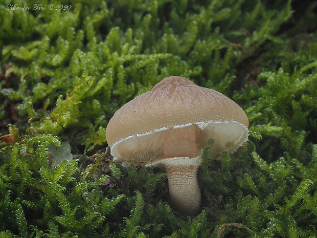 zrnivka páchnuca Cystoderma carcharias (Pers.) Fayod