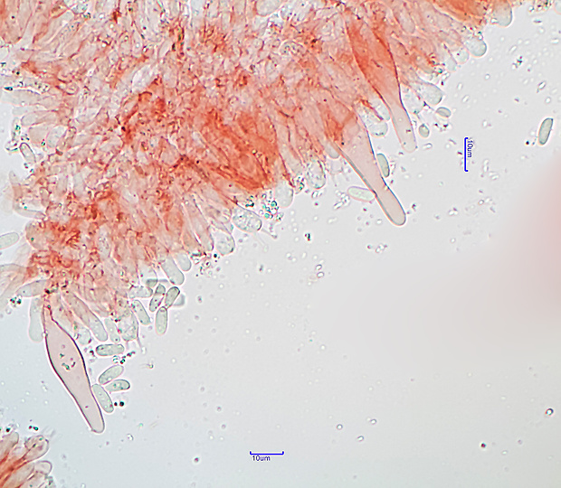 plamienka zimná dlhospóra Flammulina elastica (Lasch) Redhead & R.H. Petersen