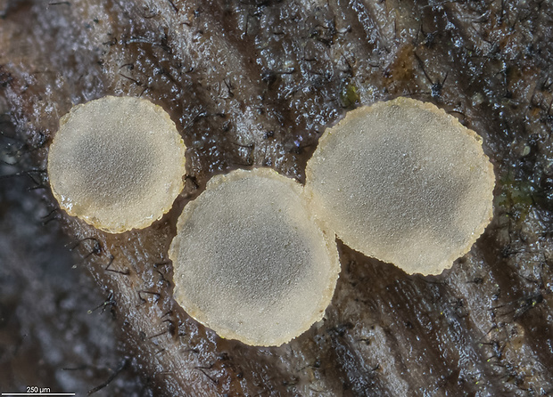orbília Orbilia orientalis (Raitv.) Baral