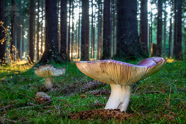 plávka bodkovaná Russula vinosa Lindblad