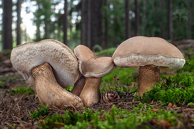 podhríb žlčový Tylopilus felleus (Bull.) P. Karst.