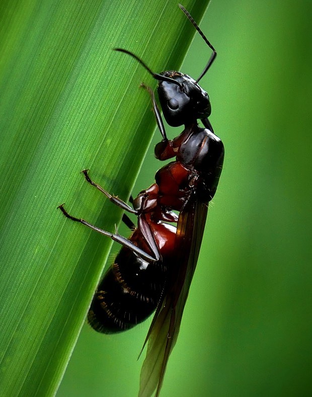 mravec drevokazný (sk) / mravenec dřevokaz (cz) Camponotus ligniperdus (Latreille, 1802)