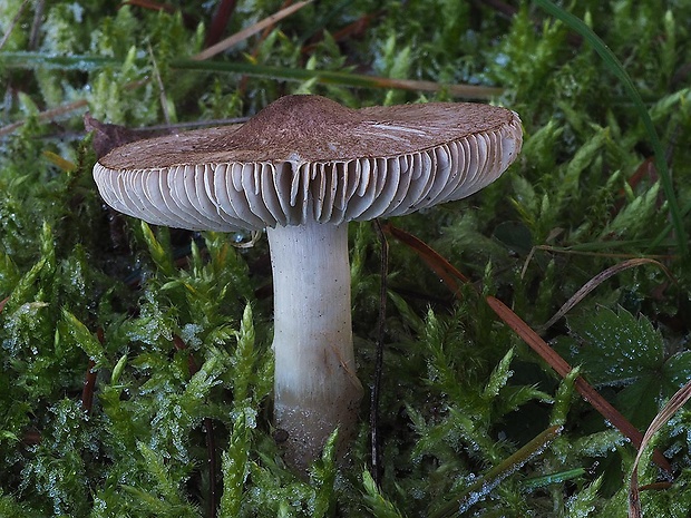 čírovka zemná Tricholoma terreum (Schaeff.) P. Kumm.