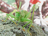 kobylka zelená - samička