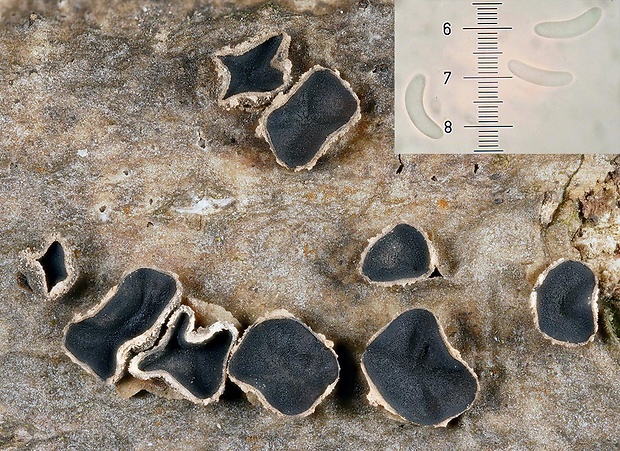 dutinovka Sclerencoelia fraxinicola Baral & Pärtel