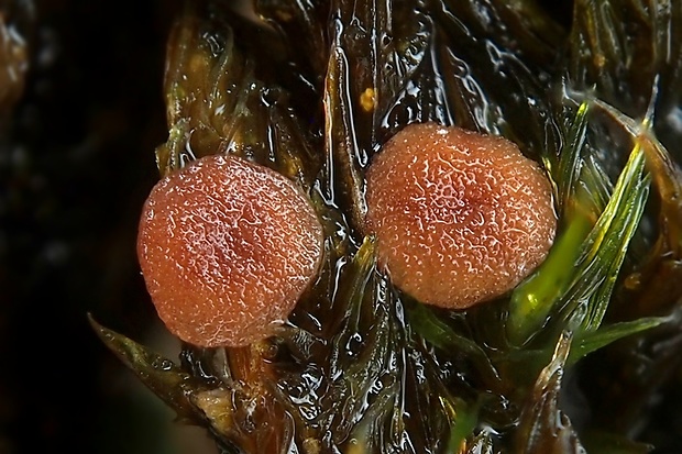 Bryoscyphus turbinatus (Fuckel) Spooner