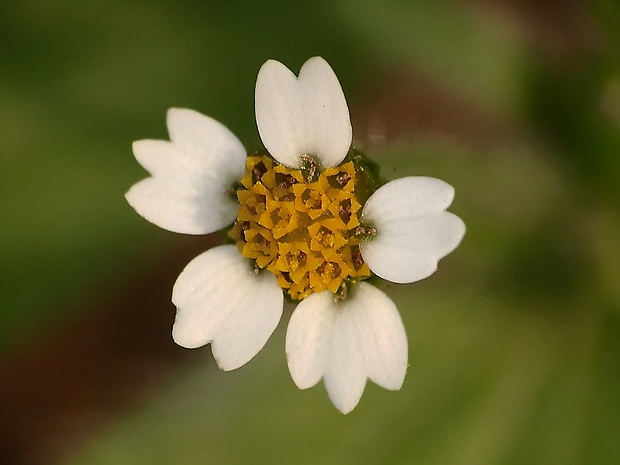 žltnica pŕhľavolistá Galinsoga urticifolia (Humb., Bonpl. et Kunth) Benth.