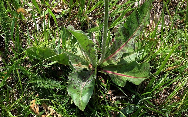 prasatnica škvrnitá Trommsdorffia maculata (L.) Bernh.