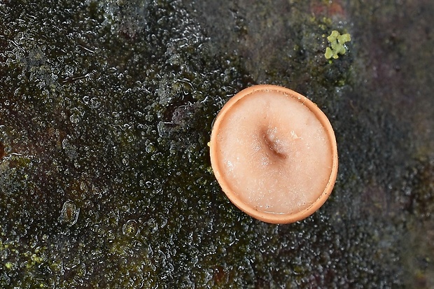 kráterokrčka čerešňová Craterocolla cerasi (Schumach.) Sacc.