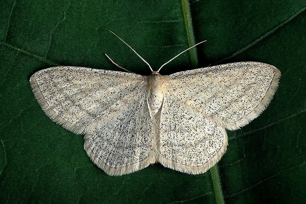 piadica pruhovaná (sk) / vlnopásník pruhovaný (cz) Scopula virgulata (Denis & Schiffermüller, 1775)