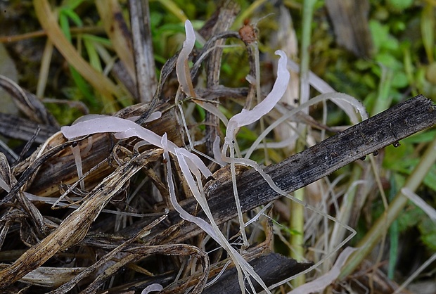 piestovka trávová Typhula incarnata Lasch