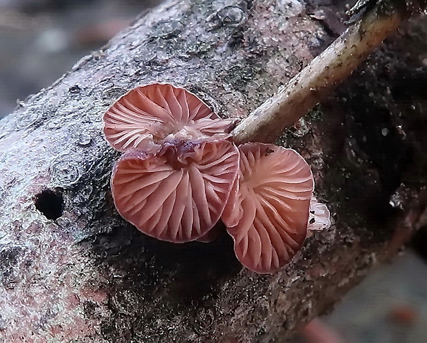 pňovka fialovohnedá Panellus violaceofulvus (Batsch) Singer