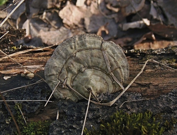 lesklokôrovka plochá Ganoderma applanatum (Pers.) Pat.