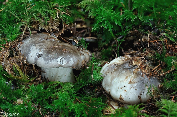 šťavnačka marcová Hygrophorus marzuolus (Fr.) Bres.