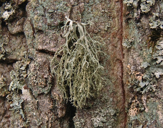 stužkovec pomúčený   /   rožďovka pomoučená Ramalina farinacea (L.) Ach.