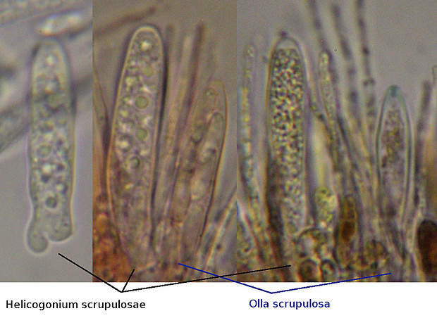 Helicogonium scrupulosae Baral