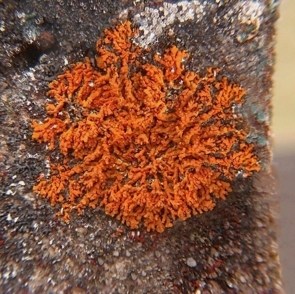 diskovník oranžový   /   terčovník pohledný Xanthoria elegans (Link) Th. Fr.