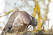 holub hrivnák 