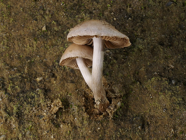 drobuľka pieskomilná Psathyrella cf. ammophila (Durieu & Lév.) P.D. Orton