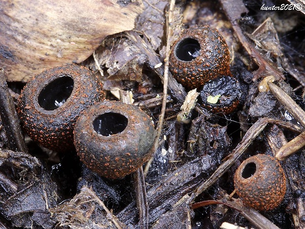 pakorienkovka čierna Plectania melastoma (Sowerby) Fuckel