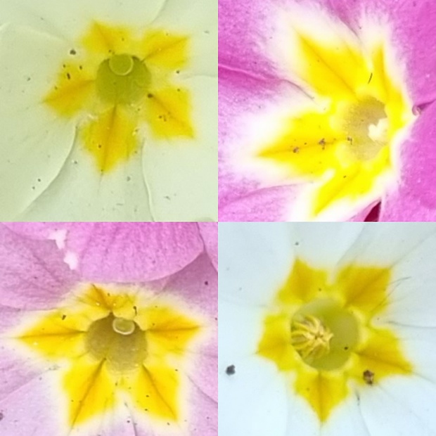 prvosienka bezbyľová - farebné variety Primula acaulis (L.) L.