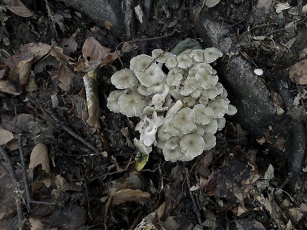 trúdnik klobúčkatý Polyporus umbellatus (Pers.) Fr.