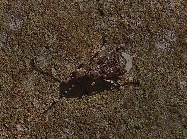 větevníček bělavý Platystomus albinus Linnaeus, 1758