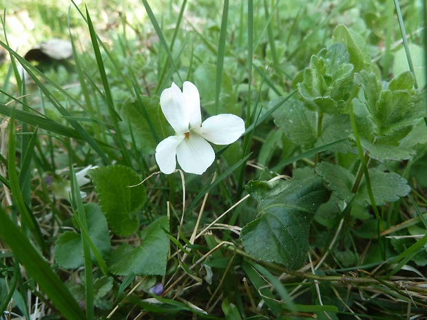 fialka voňavá biela Viola odorata L.