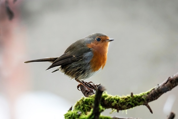 červienka obyčajná Erithacus rubecula