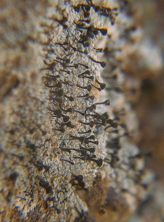stopkovnica hrdzavá   /   prachouleček rezavý Chaenotheca ferruginea (Turner et Borrer ex Sm.) Mig.