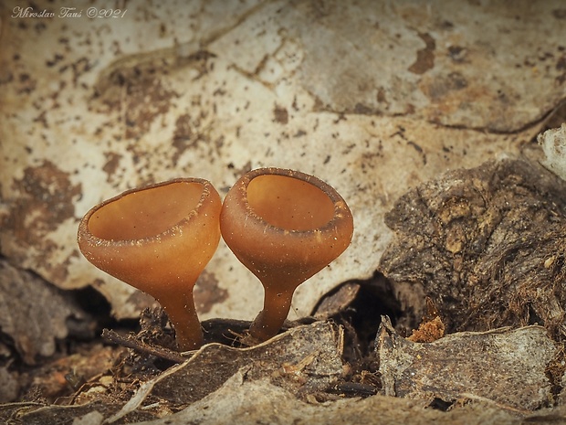 hľuznatka veternicová Dumontinia tuberosa (Bull.) L.M. Kohn