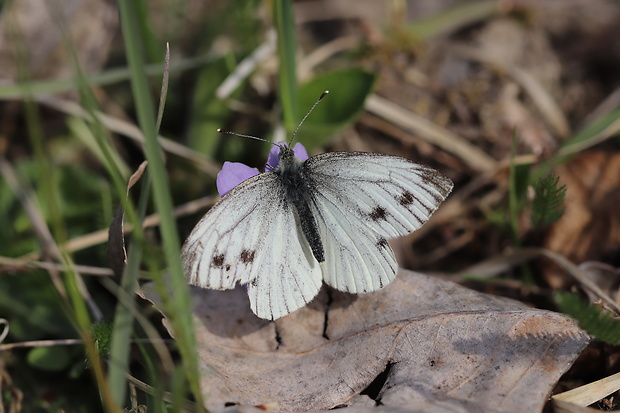 mlynárik repkový Pieris napi