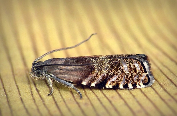 plodokaz šiškový (sk) / obaleč šiškový (cz) Cydia strobilella (Linnaeus, 1758)