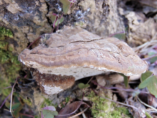 lesklokôrovka plochá Ganoderma applanatum (Pers.) Pat.