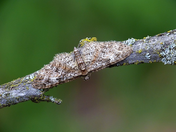 kvetnatka dúbravová Eupithecia abbreviata