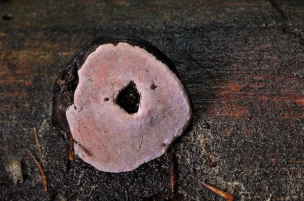 práchnovček ružový Rhodofomes roseus (Alb. & Schwein.) Kotl. & Pouzar